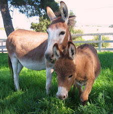 Fifty's Mon Cherie - Miniature Donkey