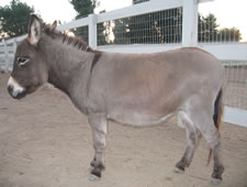 Blaze Star - Miniature Donkey