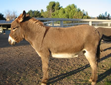 Chavale - Miniature Donkey