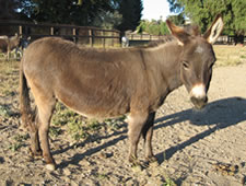 Adanal's Chicory - Miniature Donkey