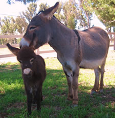 Seein' Spots Miniature Donkeys - Valentino