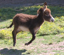 Danika - Miniature Donkey