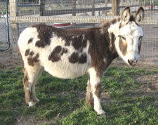 DCF Noel - Miniature Donkey