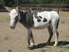 DCF Noel - Miniature Donkey