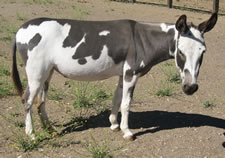 Desert Diamond - Miniature Donkey