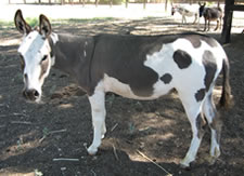 Desert Diamond - Miniature Donkey