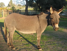 Dolly - Miniature Donkey