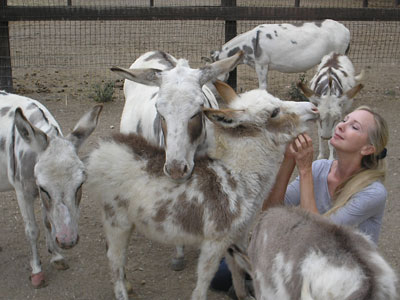 Donkey Babies!