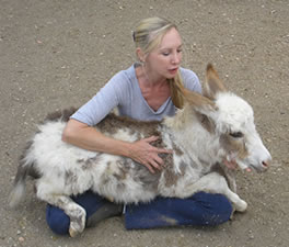 Linda with a miniature donkey baby