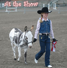 At the Show with Miniature Donkeys