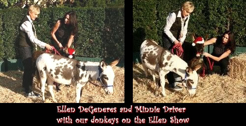 Ellen DeGeneres Show with Miniature Donkeys