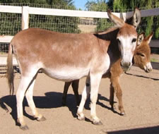 Fifty's Mon Cherie - Miniature Donkey