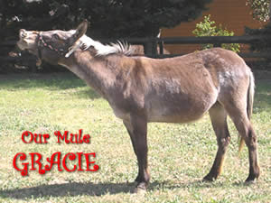 Our Mule, Gracie