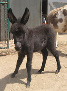 Havanna Miniature Donkey