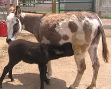 Havanna Miniature Donkey