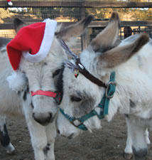 Holiday Miniature Donkey