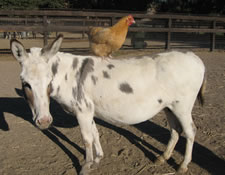 Arrow Creek June - Miniature Donkey