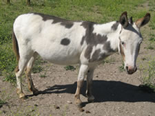 Lady Liberty - Miniature Donkey