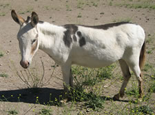 Lady Liberty - Miniature Donkey