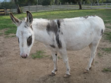 Laverne - Miniature Donkey