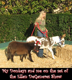 Linda and her miniature donkeys on the set of the Ellen Degeneres Show