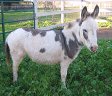 Missy - Miniature Donkey