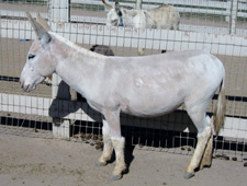 Fifty's Mon Cherie - Miniature Donkey