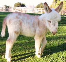 Fifty's Mon Cherie - Miniature Donkey