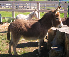 Fifty's Mon Cherie - Miniature Donkey