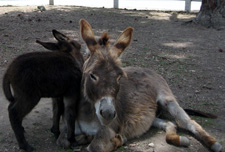 Fifty's Mon Cherie - Miniature Donkey