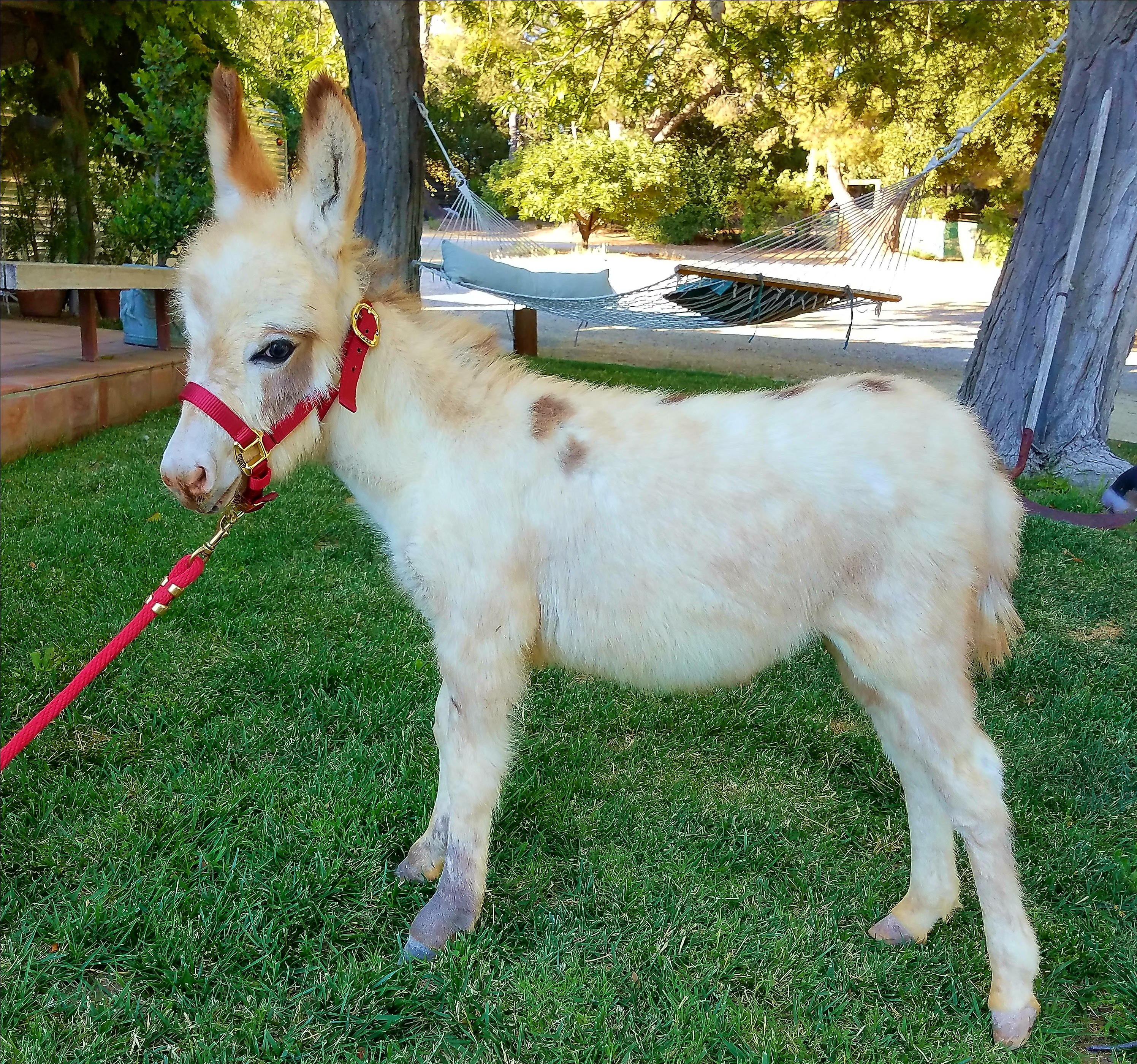 Pedro 2