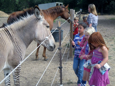 Petting Zoo at Seein' Spots Farm