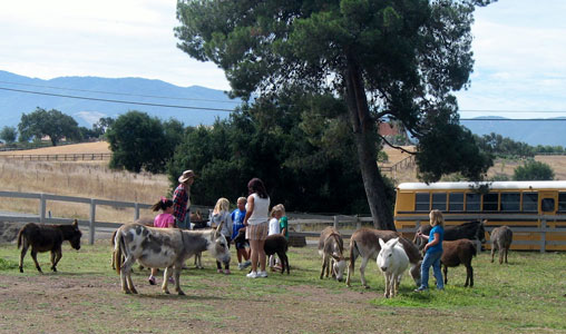 Petting Zoo at Seein' Spots Farm