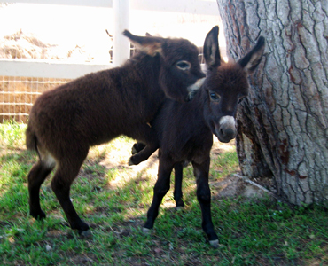 Petting Zoo at Seein' Spots Farm