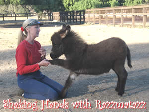 Shaking Hands with Razzmatazz, a miniature donkey