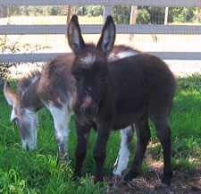 Seein' Spots Miniature Donkeys - Rock Star