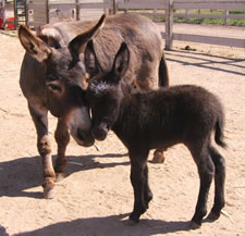 Seein' Spots Miniature Donkeys - Rock Star