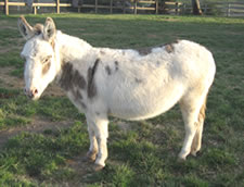 Arrow Creek Rosebud - Miniature Donkey