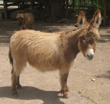 Fifty's Mon Cherie - Miniature Donkey