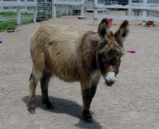 Fifty's Mon Cherie - Miniature Donkey