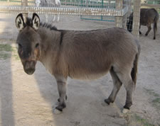 Shawnee - Miniature Donkey