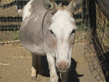 Shirley - Miniature Donkey