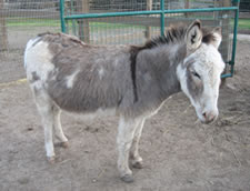 Shirley - Miniature Donkey