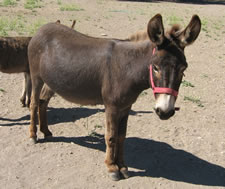 Sienna - Miniature Donkey