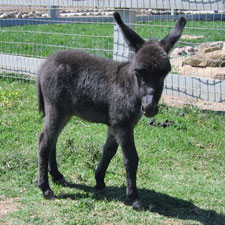 Smokey - Miniature Donkey