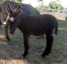 Spirit of America - Miniature Donkeys