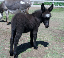 Spirit of America - Miniature Donkey