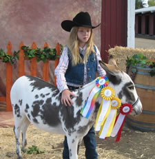 Seein' Spots Sugar N Spice - Miniature Donkey