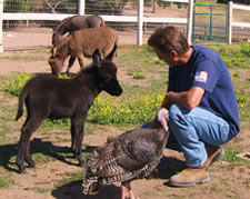 Sweet Pea Miniature Donkey