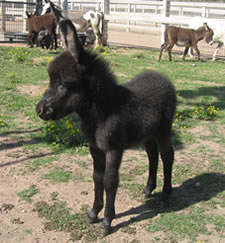 Sweet Pea - Miniature Donkey